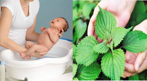 Các phương pháp hạ sốt nhanh từ thảo dược thiên nhiên