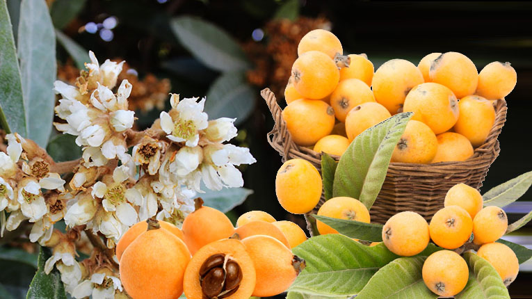 Chiết xuất tỳ bà diệp là gì?
