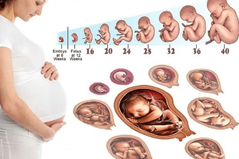Tóm tắt quá trình mang thai từ tuần 1 đến tuần 40