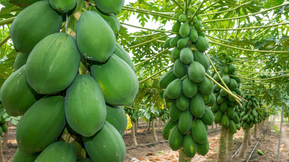 Đu đủ – Trái cây lợi sữa, tăng cường miễn dịch